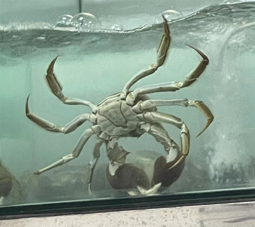大闸蟹