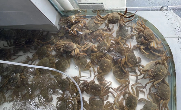大闸蟹