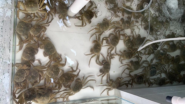 大闸蟹